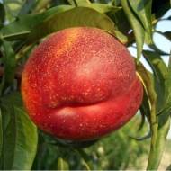 Саджанець Нектарин Сноу Квін